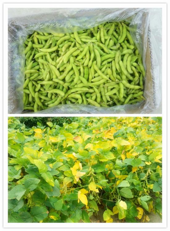 點(diǎn)擊查看詳細(xì)信息<br>標(biāo)題：【農(nóng)副產(chǎn)品】有機(jī)毛豆 閱讀次數(shù)：7792