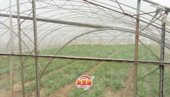 點擊查看詳細信息<br>標題：有機韭菜 閱讀次數(shù)：6449