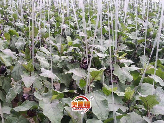 點(diǎn)擊查看詳細(xì)信息<br>標(biāo)題：德福有機(jī)圓茄 閱讀次數(shù)：5788