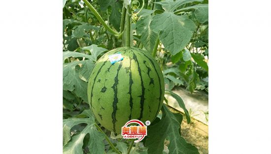 點擊查看詳細(xì)信息<br>標(biāo)題：有機西瓜 閱讀次數(shù)：6346