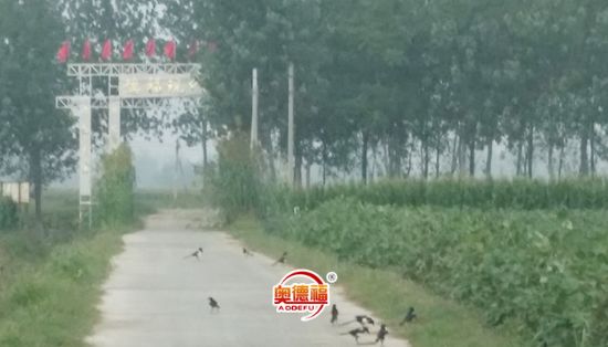 點擊查看詳細(xì)信息<br>標(biāo)題：小鳥在歌唱 閱讀次數(shù)：5577